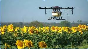 Drone spray in pineapple field